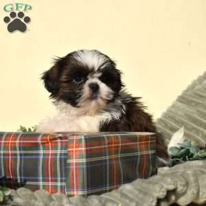 Bella, Shih Tzu Puppy